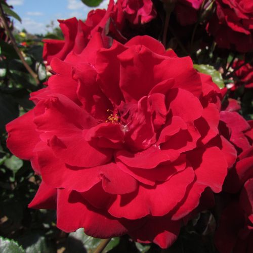 Franciaország, 1973 - Rózsa - Le Rouge et le Noir® - Online rózsa vásárlás